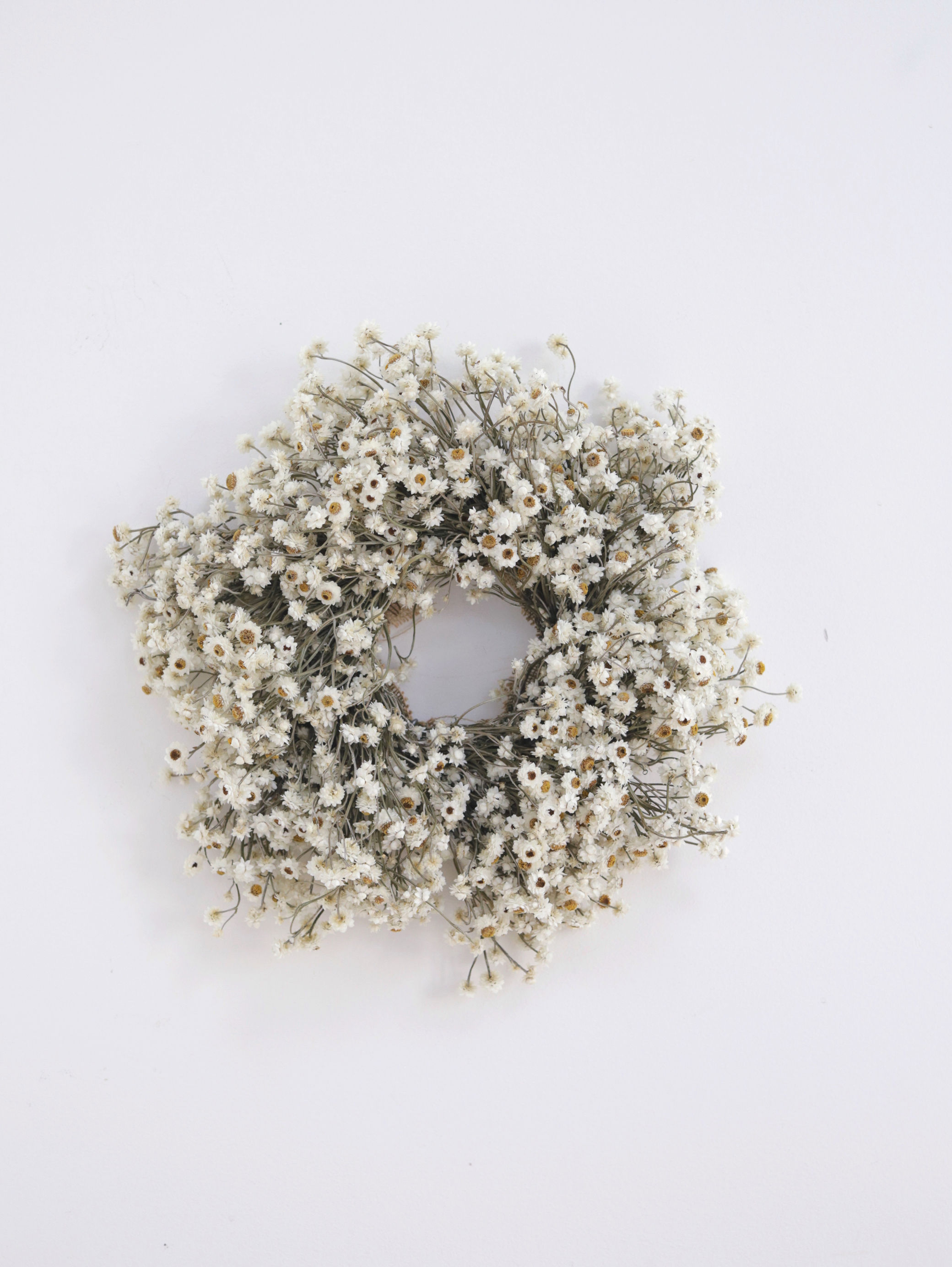 Dried Ammobium Wreath
