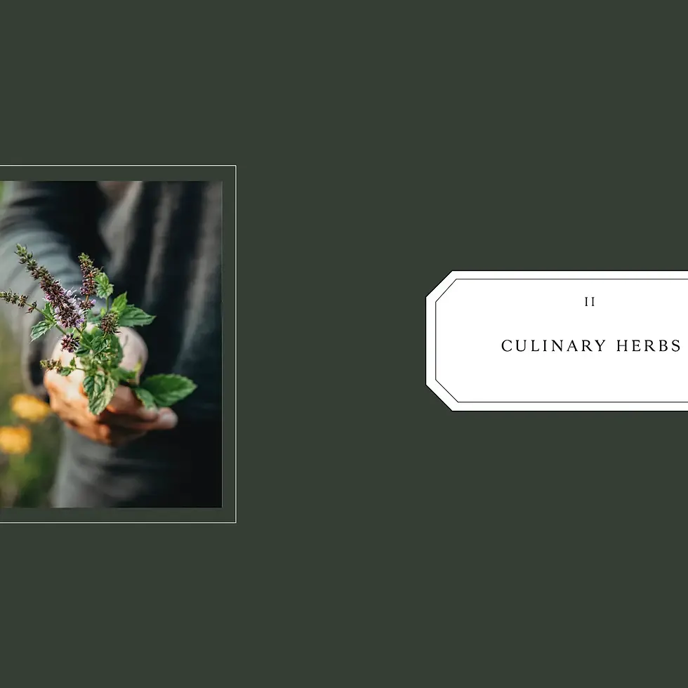 Thumbnail: Living With Herbs