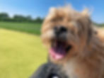 The Best Dog-Friendly Cafés in Highbury (2025 Edition)