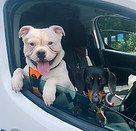Dog walking near me