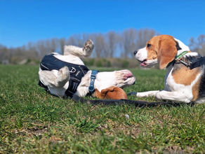 Ultimate Beagle Breed Guide