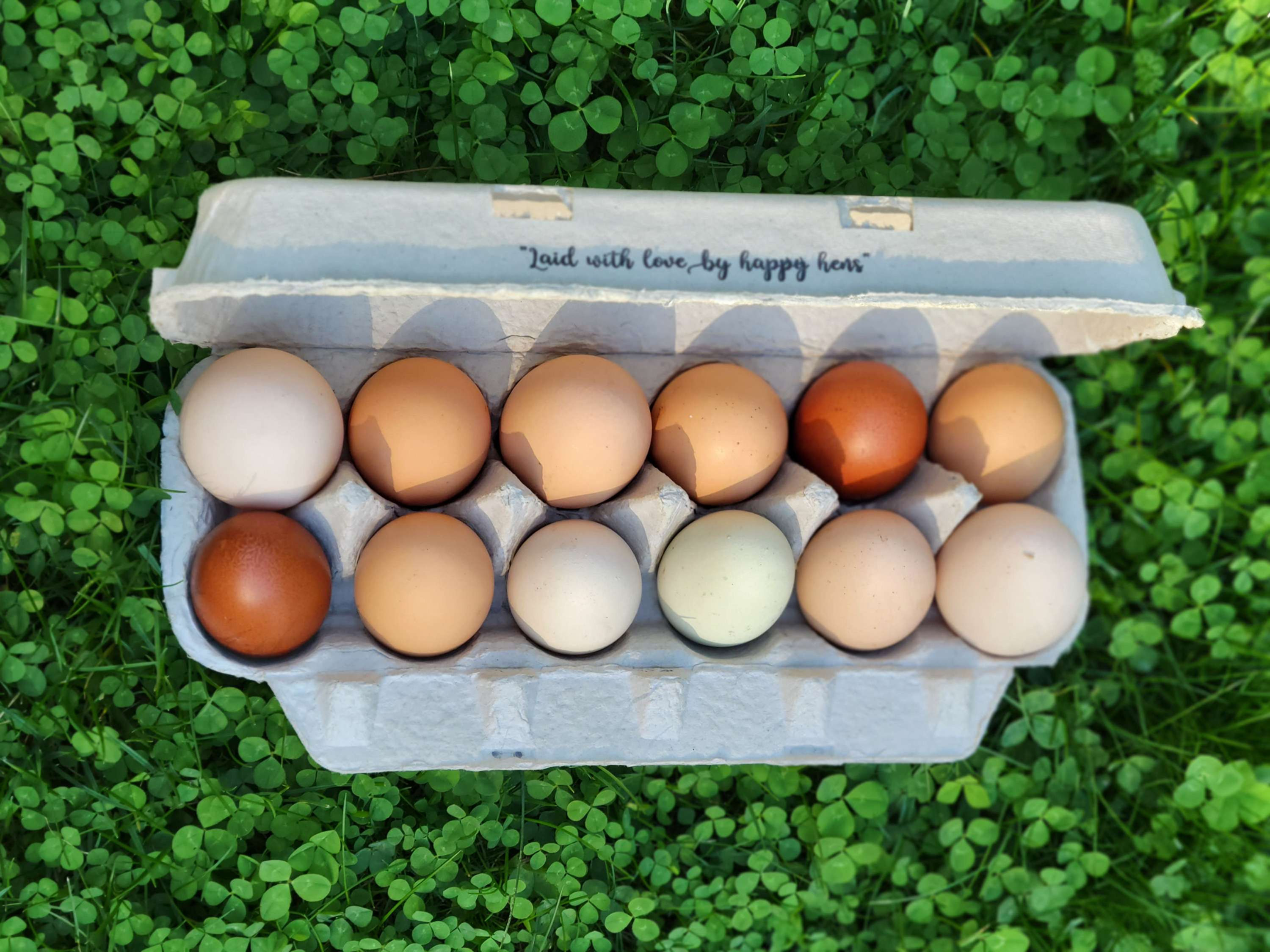 Fresh Eggs - Dozen