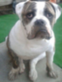 Old Tyme Bulldog