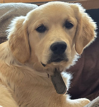 Joy's Golden Retriever pup, Lexi