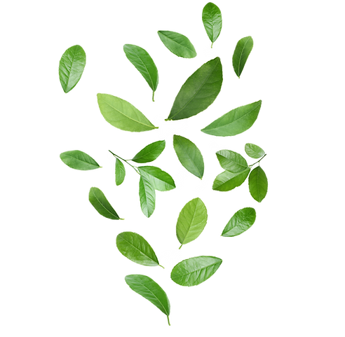 shutterstock_1324508243_edited.png