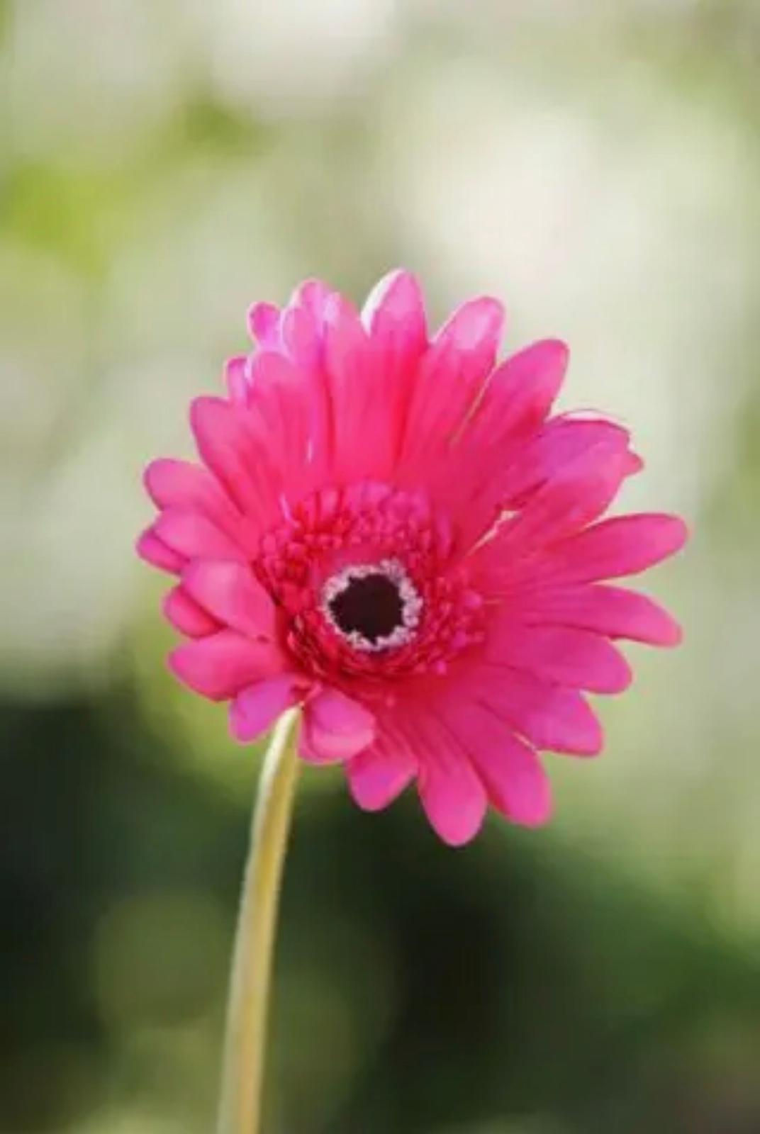 Gerbera Dark Pink