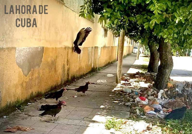 LAS AURAS SOBREVUELAN MI CIUDAD