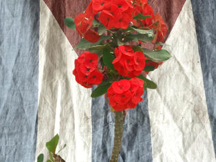 ENTRE ESPINAS, FLORES