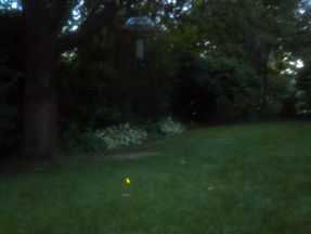Fireflies!