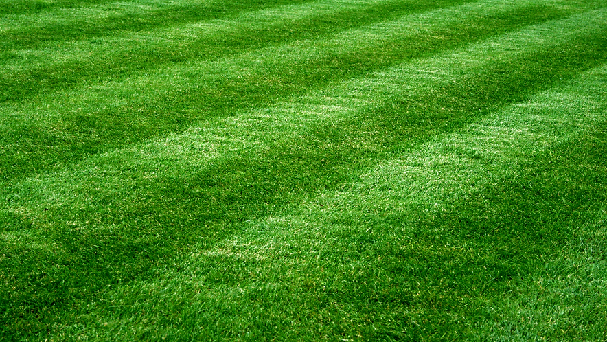 Main page Grass.png