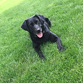black lab.jpeg