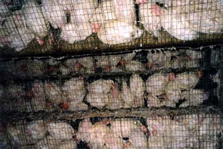 Caged Chickens.png