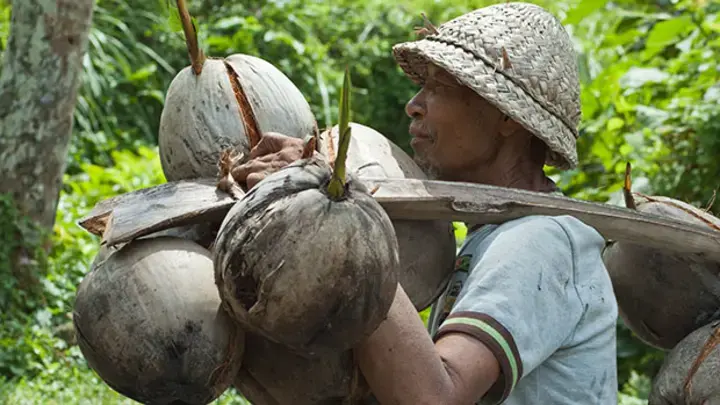 coconut farmer