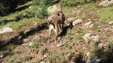 Animated GIF-downsized_large.gif