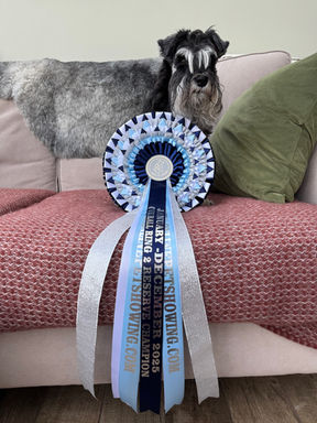 dog with a large rosette