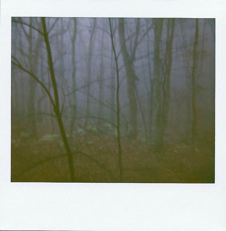 forest archive 2.jpeg