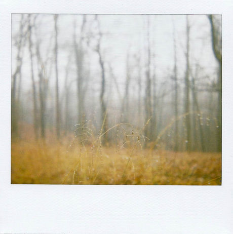 forest grass.jpeg