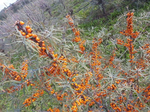 homoktovis termese.jpg