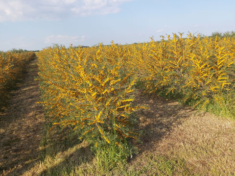 homoktovis termesztes.jpg