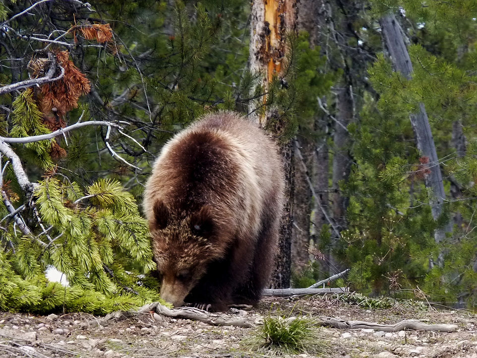 399 and Cubs Digging. 4-23-14 (2).JPG