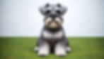 🥉3位:ミニチュア・シュナウザー(Miniature Schnauzer)