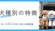 飼いやすい「小型犬」人気ランキング TOP10!どんな住まいでも、快適に過ごせる犬種を徹底解説!