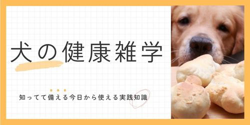 超身近な食べ物「パン」は愛犬が食べてもいいの?を徹底解説!
