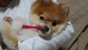 犬の歯磨きは毎日必要？頻度・やり方・嫌がる時のコツを解説
