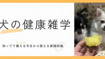 まさに最強食材！愛犬ごはんにもおやつにも使える「さつまいも」のメリットについておさらい