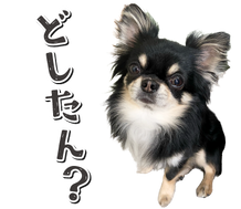 【ライン(LINE)スタンプ】どしたん