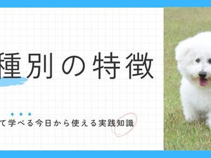 温厚篤実!性格が穏やかで人懐っこい愛され犬種ランキングTOP10