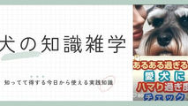 愛犬中毒度チェック🩷5つのサインでわかる「うちの子」溺愛度！