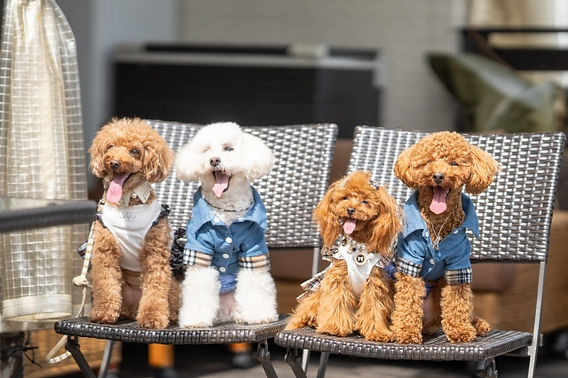 飼いやすい「小型犬」人気ランキング TOP10！どんな住まいでも、快適に