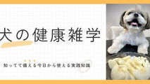 あっ、意外と簡単！？自宅でできる愛犬用手作りおやつアイデア 5選！