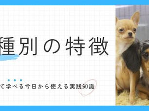 小さいのに知能は超ビッグ！賢い小型犬ランキング TOP10