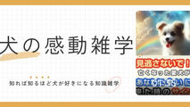 見逃さないで！亡くなった愛犬があなたに会いに来た時のサイン