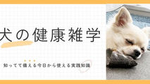 犬も夢をみるって本当?科学的に見る気になる検証結果を公開!
