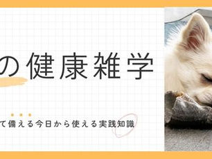 犬も夢をみるって本当?科学的に見る気になる検証結果を公開!