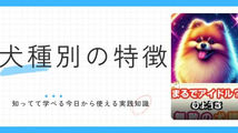 まるでアイドル?のような無敵な犬種 5選