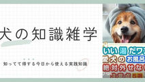 いい湯だワン！愛犬のお風呂タイムがもっと楽しみになる！５つのポイント🛁【保存版】