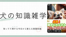 必見！愛犬にたくさん話しかけるといい理由 ３選