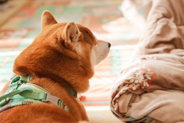 💦 結論:犬は感情で涙を流さない