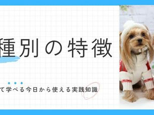 ヨークシャーテリアの「テリア気質」を学ぶたった3つの大事なポイント