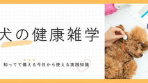 えっ、愛犬の耳がにおう…。原因と耳掃除のコツをわかりやすく解説!