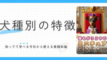 誰もがうらやむ、ミニチュアピンシャーの隠された特徴 5選