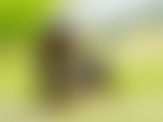 ミニチュアダックスフンド|知能・性格・しつけを解説