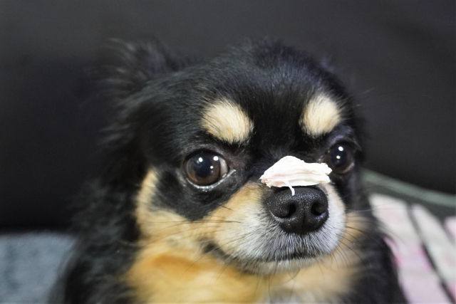 犬のごはんとして大人気で定番と言っても過言ではない鶏肉。