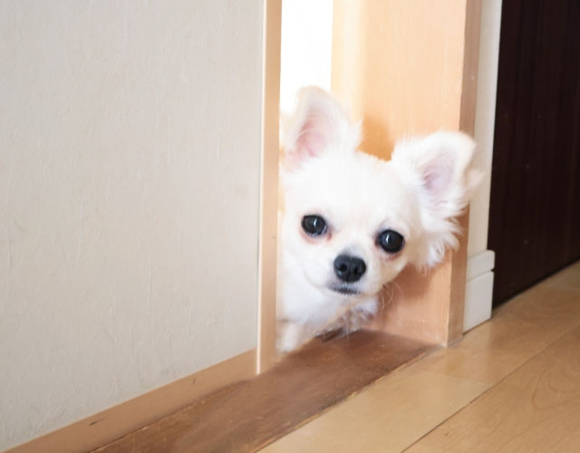 今日はお散歩いけないわん?