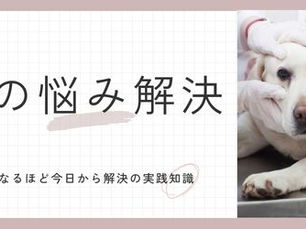 愛犬の「涙やけ」を予防する方法とは?食事とケアでお悩み解決!