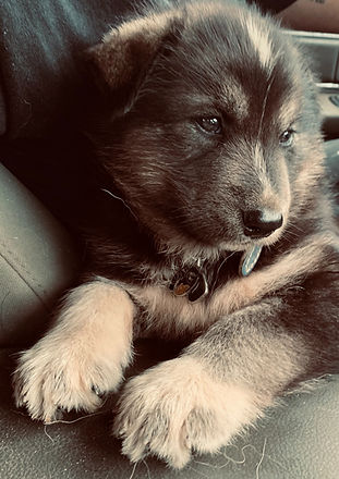 Chiot husky